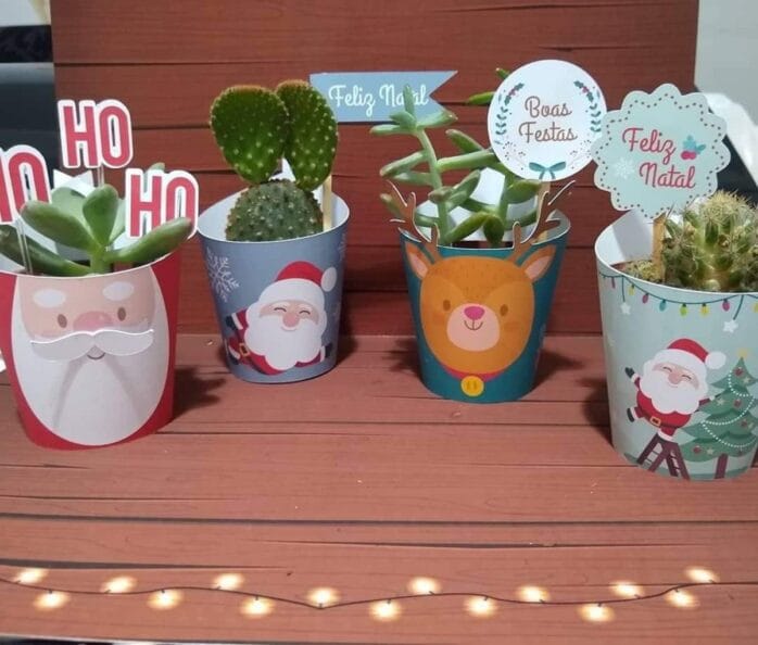 Saias Suculenta Natal